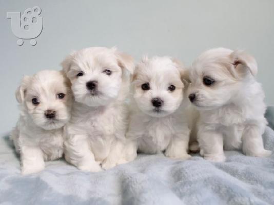 PoulaTo: Supper Cute Micro Teacup Maltese puppiesmm